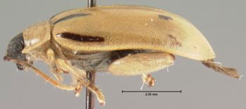 Media type: image; Entomology 19118   Aspect: habitus lateral view
